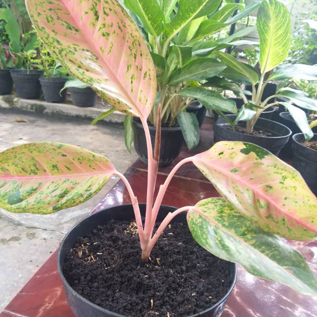 Tanaman Aglaonema Big  Roy Galeri Tanaman Hias