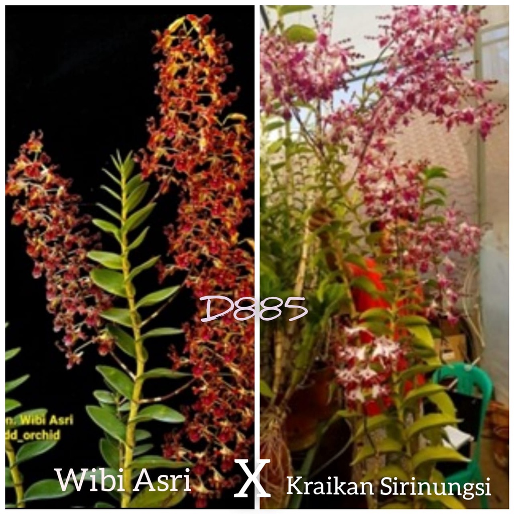 Dendro kriting silangan Wibi Asri X Kraikan Sirinungsi