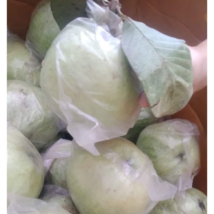 

JAMBU KRISTAL fresh per/ 1kg tanpa biji Kualitas terjamin!