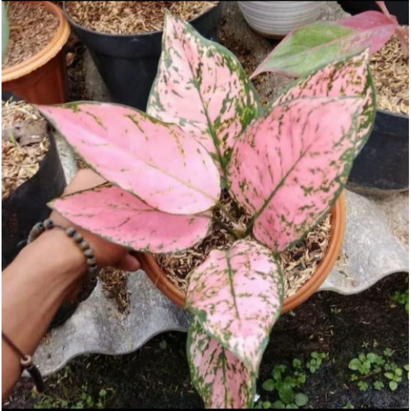 aglonema valentine / tanaman hias aglonema valentine