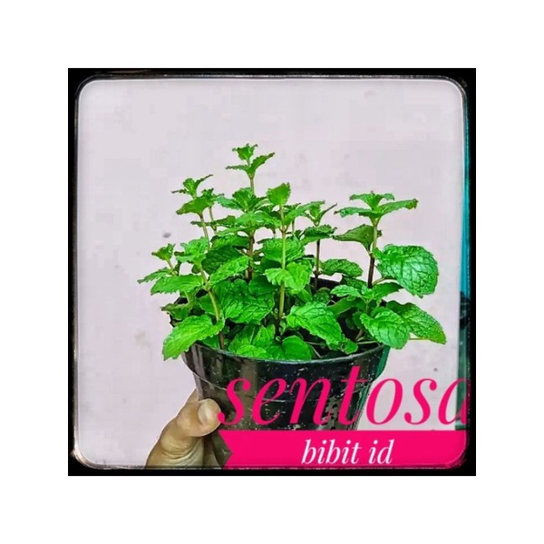 bibit tanaman mint/ bibit papermint