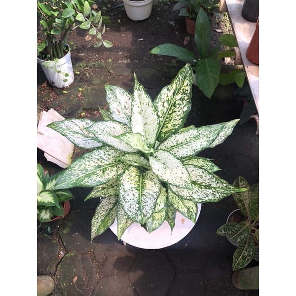 aglaonema snow white rumpun 5