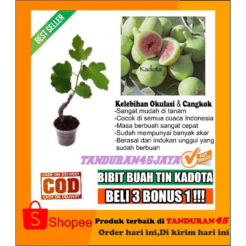 Bibit tanaman buah tin Kadota/bibit buah tin kadota/bibit buah tin