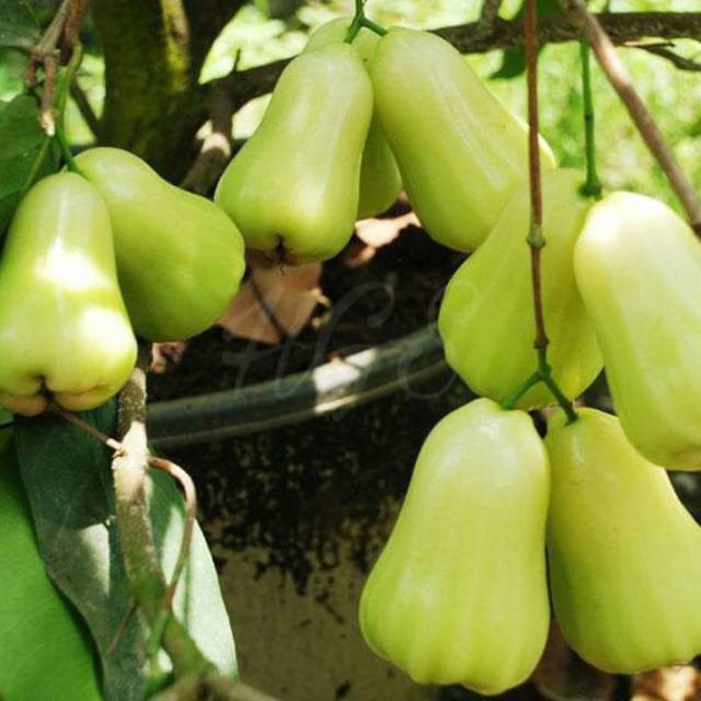 bibit jambu air MDH Cepat berbuah
