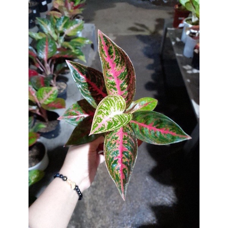 Aglonema Reanita Baby/anakan