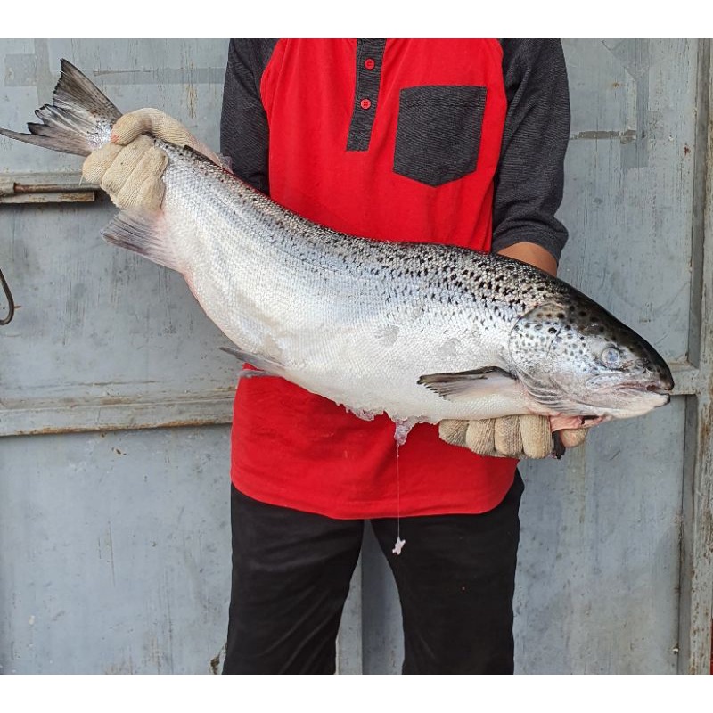 Salmon Norwegia Utuh Fresh / Sashimi Grade size 3-4-5kg
