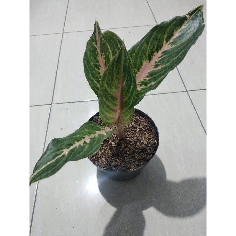 Aglonema_Pink_Beauty