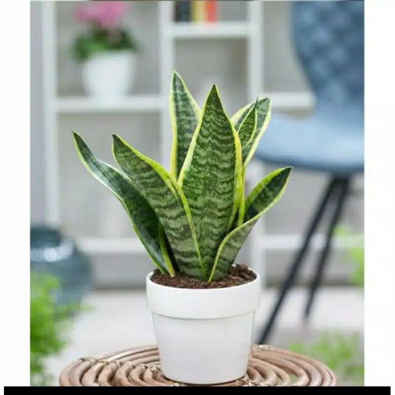 TANAMAN HIAS SANSIVERA FUTURA SUPERBA