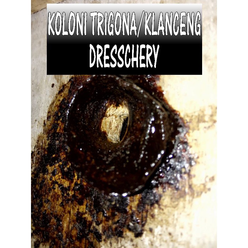 Koloni klanceng Disceri Drescery Drescery Dresschery Dreschery jenis lebah klanceng  Dresscheri
