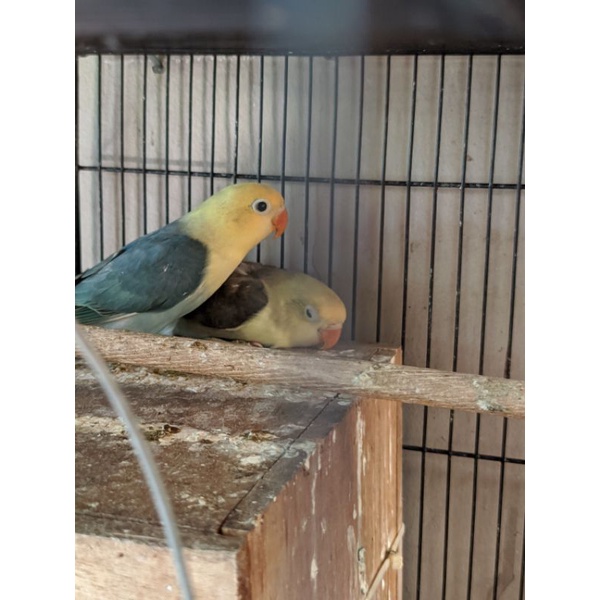 Lovebird Biola PB Move dan Biola PB Vio Split Blue