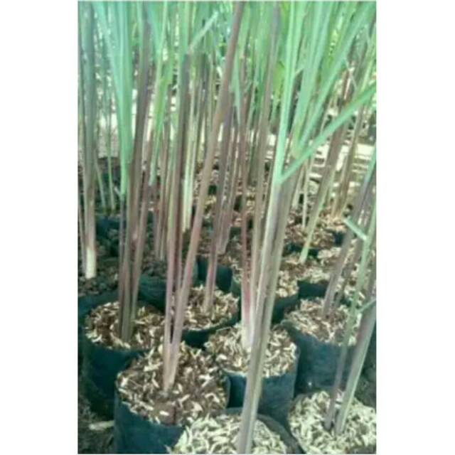 Bibit Serai-Sereh Wangi Serai Merah