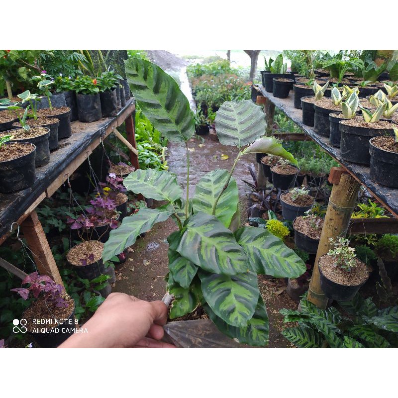 calathea louisae murah rimbun fres