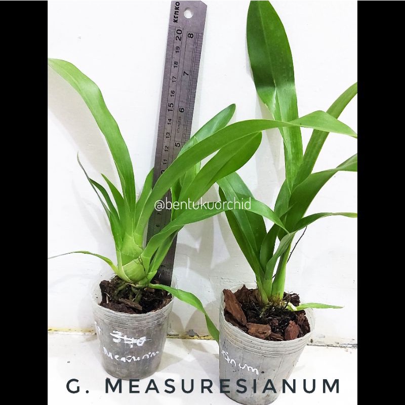 Grammatophyllum Measuresianum Seedling Plus/Anggrek Macan