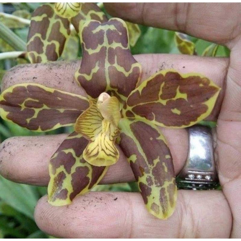 Anggrek Grammatophyllum Tiger's paw