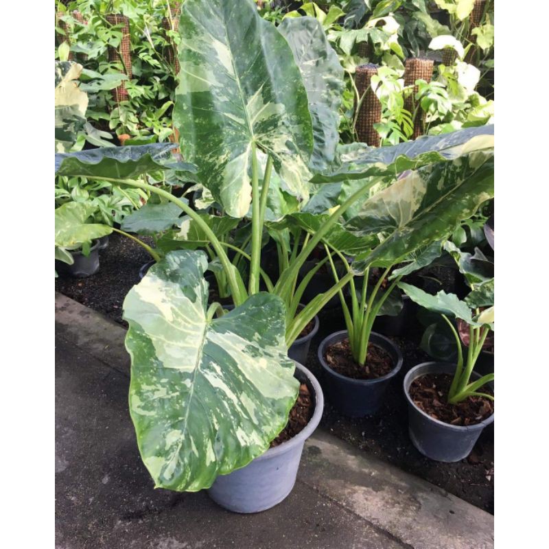 UMBI/BONGGOL Seedling/Umbi Alocasia Maror Rhiza Variegata - Caladium Thailand