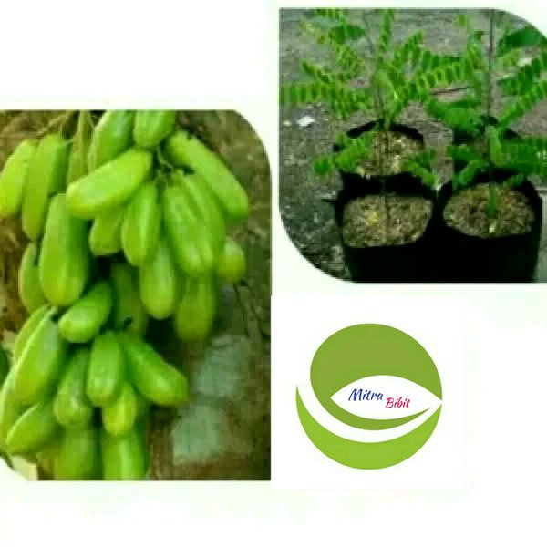 LAGI VIRAALL Bibit Tanaman Belimbing Wuluh- pohon Buah Belimbing wuluh- Belimbing wuluh-Belimbing