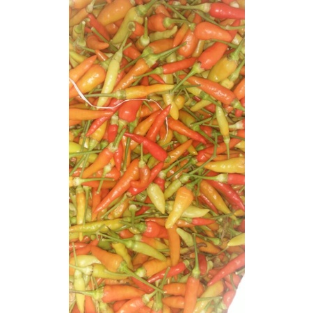

cabe fresh, prentul dan lokal