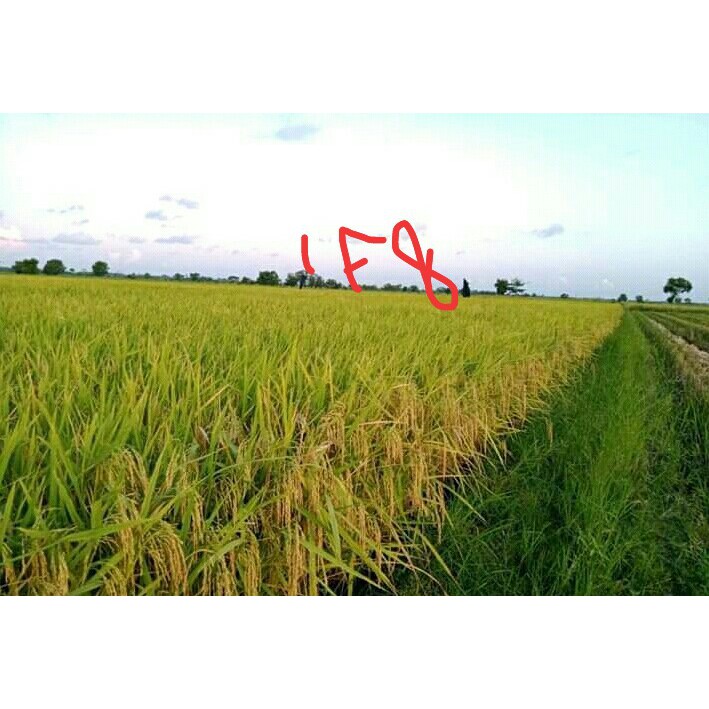 Benih padi If 8