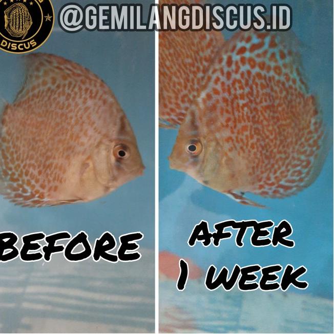 ➯ Burger Discus Makanan / Pakan Ikan 100 gram (Frozen Food) - Burger Merah ♜