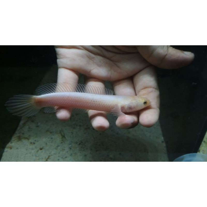 Channa Limbata/Gachua Leucistic