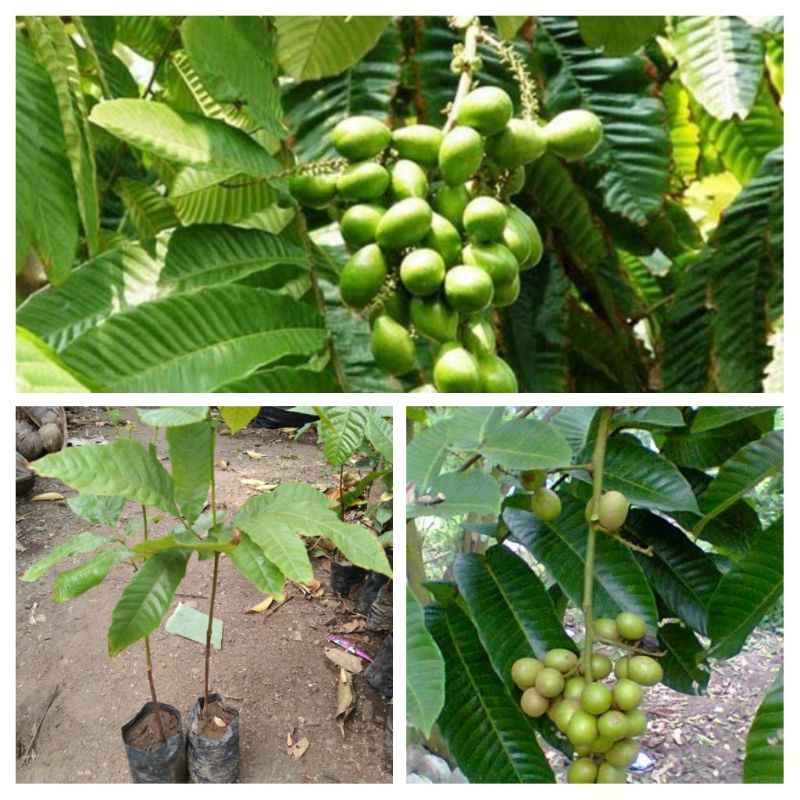 bibit buah matoa papua