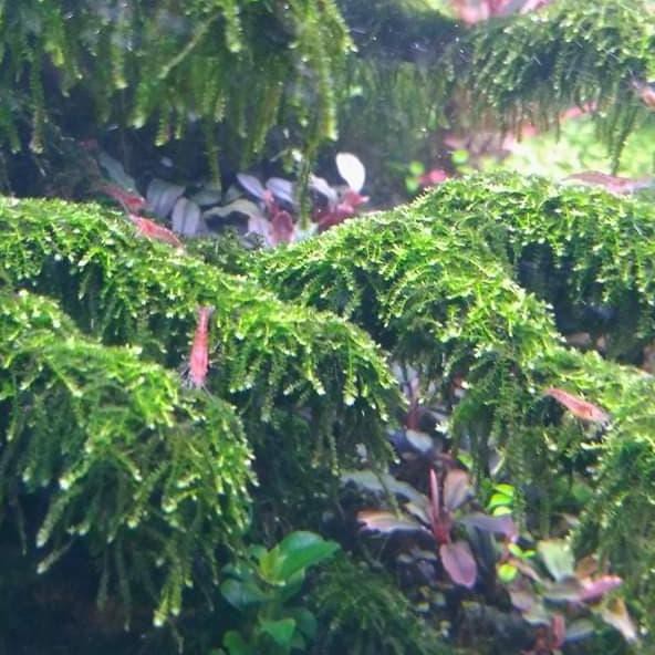ー➡ moss weeping tropica newarrival