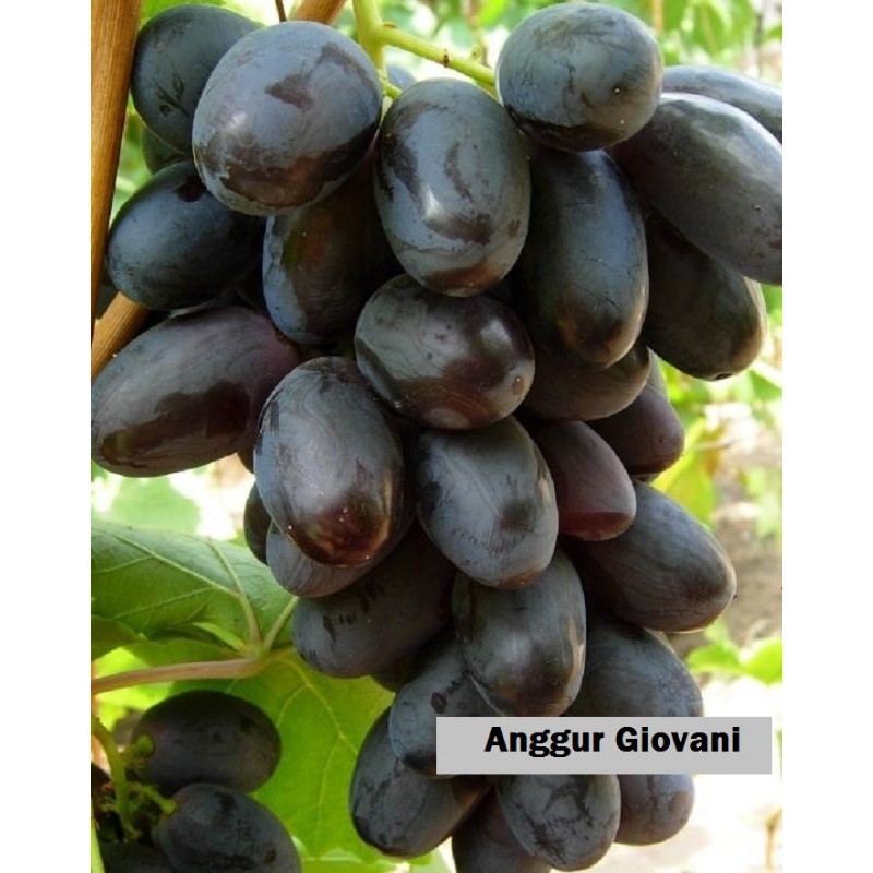 Bibit anggur import giovani berkualitas