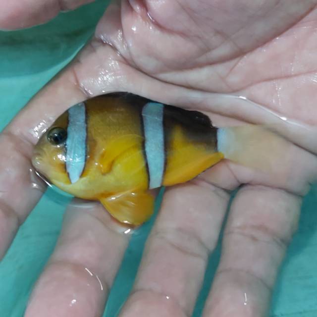 Ikan Hias Laut - Giro Pasir