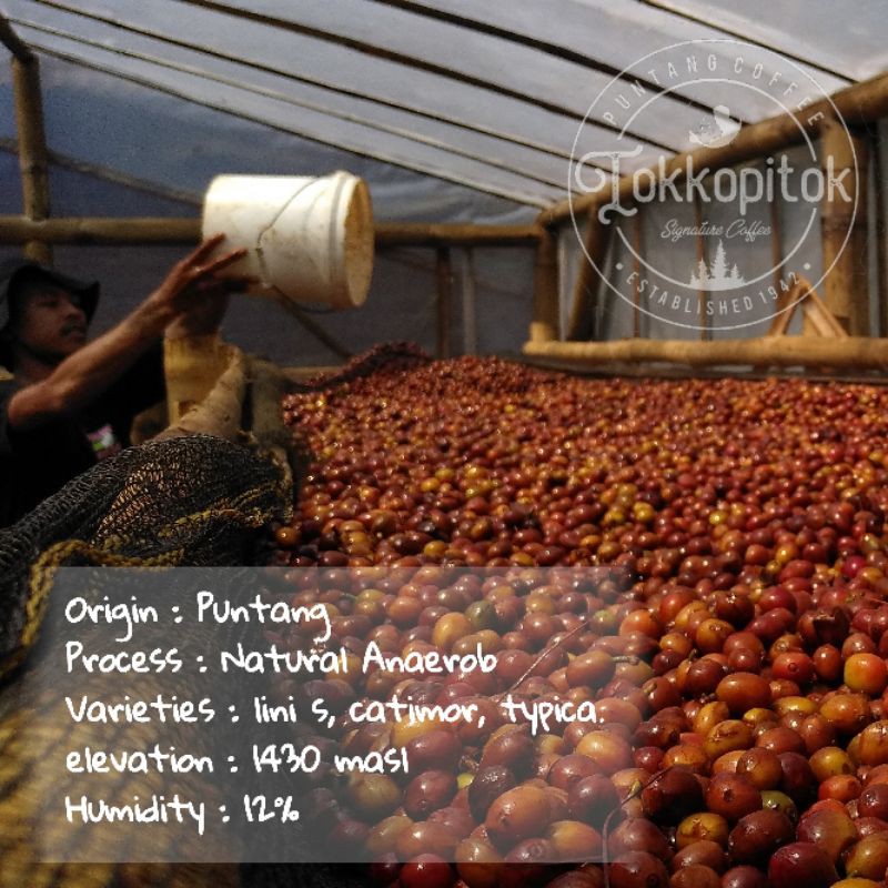 

Green Beans Kopi Arabica Puntang Wine Grade 1