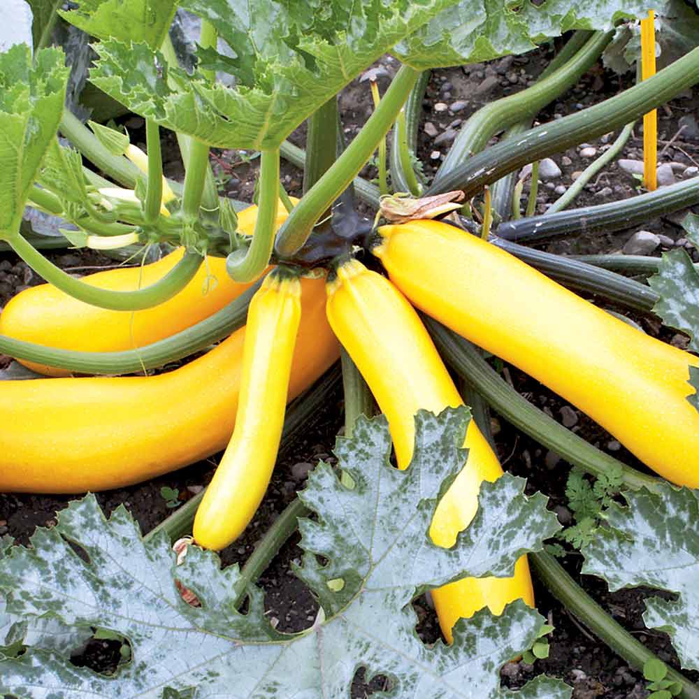 2 Bibit Zucchini Kuning Golden Cherub F1 Hibrida Benih Sayuran Timun Jepang Zuchini Tanaman Sayur