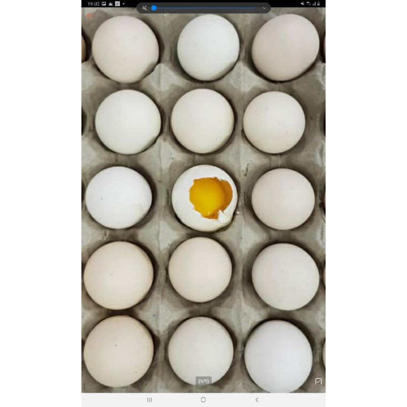 Telur Ayam Kampung Kuning Butiran