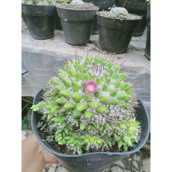 kaktus salak jumbo indukan / kaktus pasaman / kaktus murah