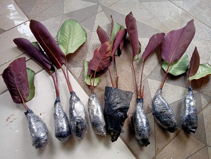 Chalatea Silver Plate