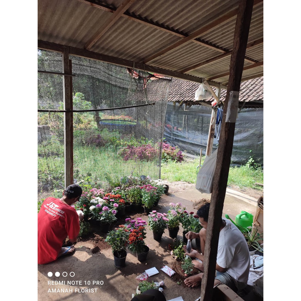 Bunga Kalatea Semangka Calathea Veitchiana Cantik Murah Berkualitas