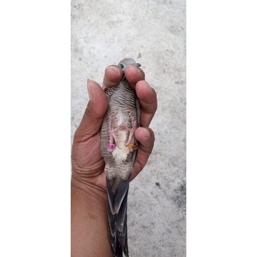 perkutut cemani Majapahit