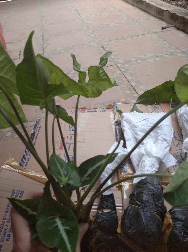 Tanaman Hias Singonium Tisu Sp