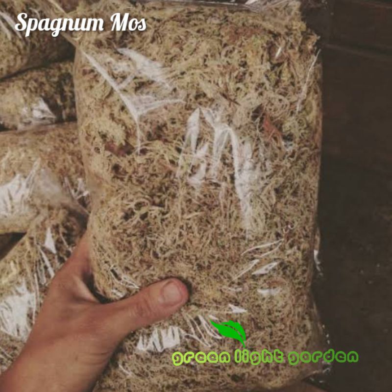 Spagnum Mos / Mos Putih / Media Tanam