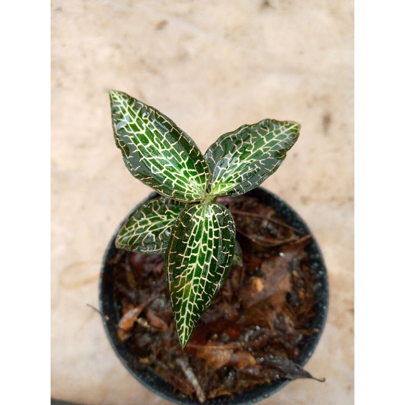 Tanaman Jewel Orchid | Macodes