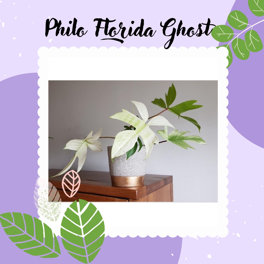 PHILODENDRON FLORIDA GHOST TANAMAN HIAS PHILO FLORIDA GHOST PHILO GHOST