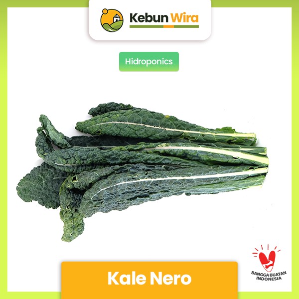 

Kale Nero Hidroponik 200 gram Kebun Wira
