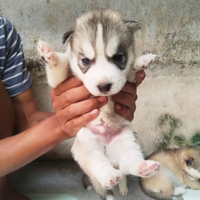 beli siberian husky