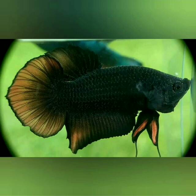 CUPANG PLAKAT BLACK RED DEVIL