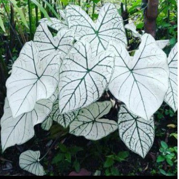 tanaman hias keladi putih - caladium putih//TANAMAN HIAS HIDUP/BUNGA HIDUP/BUNGA HIAS