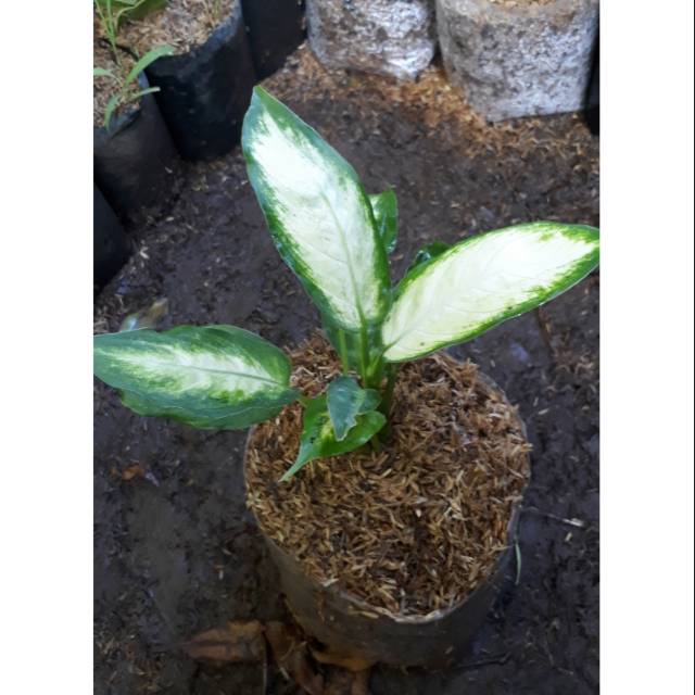 

Aglonema susu/belanceng susu