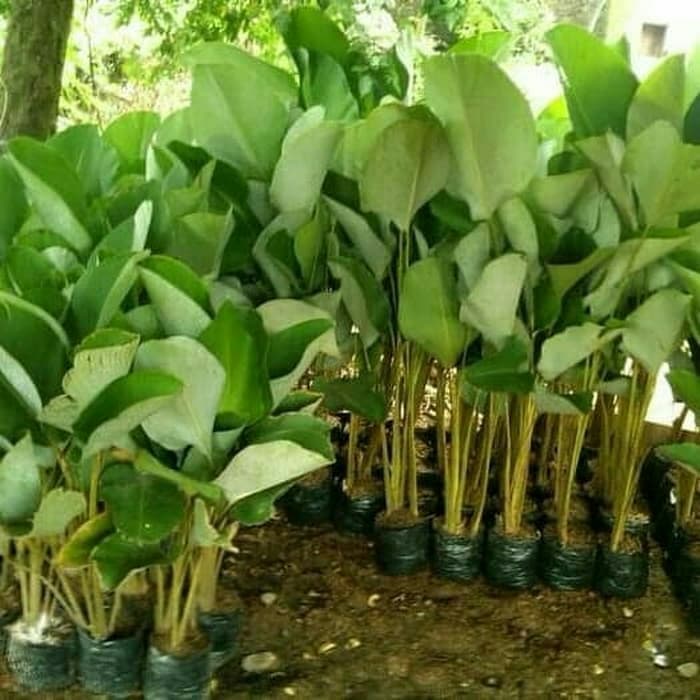 tanaman hias pisang kipas calathea +pot