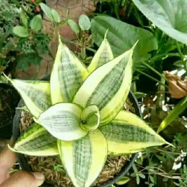 Sensivera mini/sensivera kodok