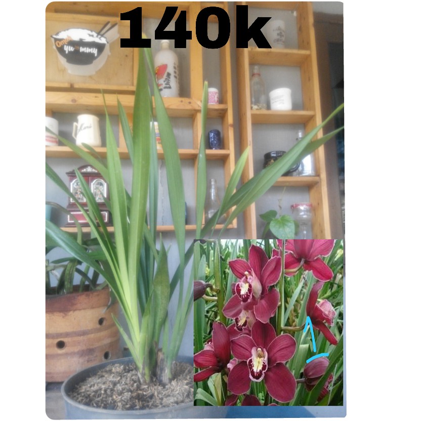 Anggrek Cymbidium Merah