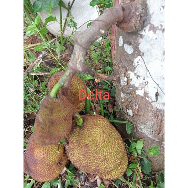 

Buah Nangka sayur ,Ketewel muda,tongtolang