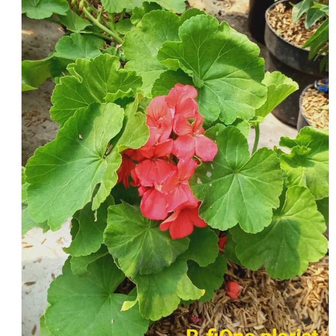 tanaman hias geranium/bunga geranium/pohon geranium/tanaman hidup