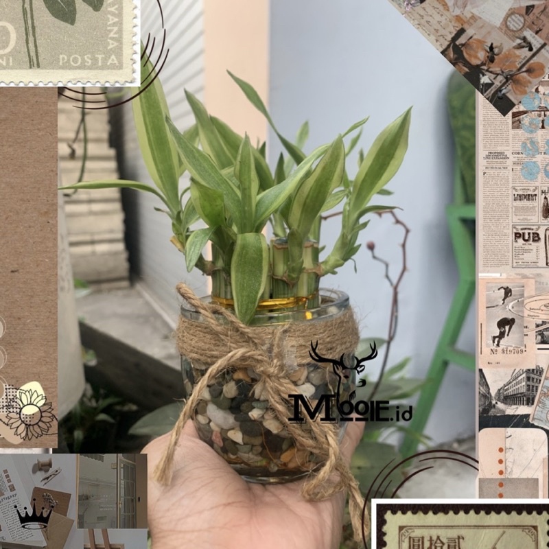 MOOIE.ID -  Varigata 1 Set Tanaman Hias Bamboo Hokky + Pot Kaca + Batu / Dracaena Reflaxa / Lucky Ba